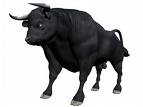 bull