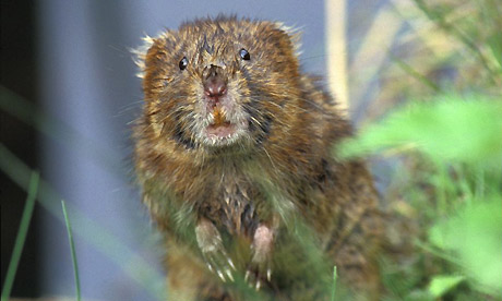 Vole in the goal